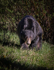 Black Bear closeup in the Canadian Rockies,  this was taken the Kananaskis valley . Calgary, banff, jasper