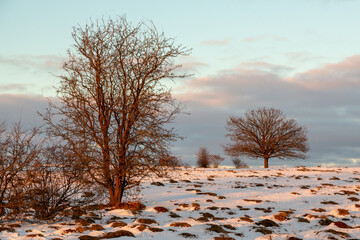 Pasture in snow on a sunny winter day