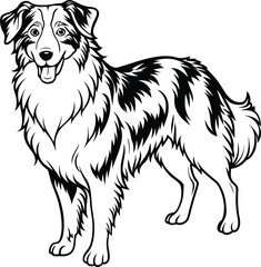 Fototapeta premium hand-drawn portrait of an Australian Shepherd in engraving style