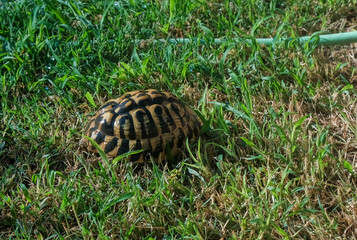 A turtle is slowly crawling on a large, green lettuce leaf that is situated on the grass in a natural outdoor environment