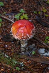 Fly Agaric Mushroom, red and white mushroom, closeup