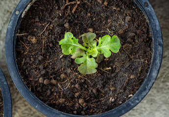 Top view of a young green and red lettuce seedling growing in a black pot filled with rich soil. The seedling has vibrant leaves and is surrounded by bits of organic matter.