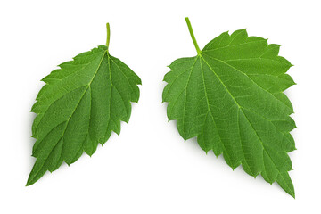 Hop cone leaves isolated on white background. Beer brewing ingredients