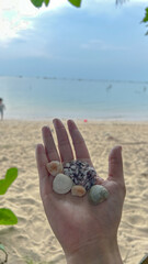 Top view of a sandy beach with collection of seashells and starfish as natural textured background for aesthetic summer design