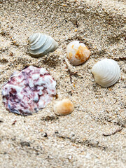Top view of a sandy beach with collection of seashells and starfish as natural textured background for aesthetic summer design