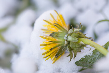 Fresh fallen snow on a yellow dandelion flower.