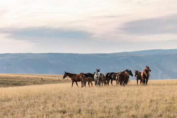 Obraz premium Beautiful American Quarter horse herd with foals at sunrise in the Pryor Mountains of Montana.