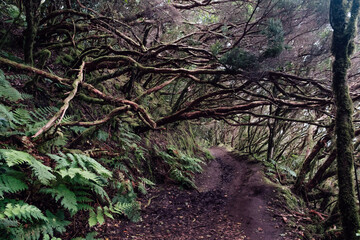 Exploring the path of the Anaga in the humid forest