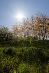 spring sunny weather with grass and trees in nature