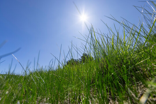 spring green grass against a blue sky in sunny weather