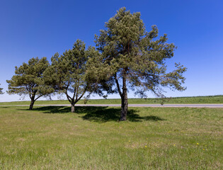 green needles of the pine coniferous tree in sunny weather