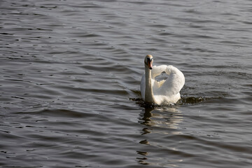 white swans who arrived in eastern Europe in the spring to raise offspring