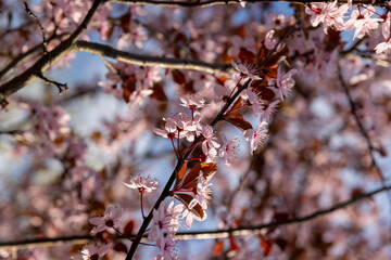 fruit trees blooming with red flowers in the garden