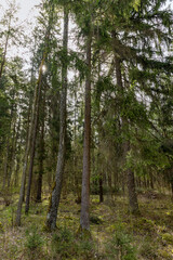 Fototapeta premium spruce forest with tall trees with sharp needles