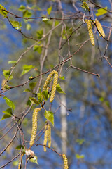 foliage and flowers of the birch tree in spring