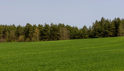 a field of green wheat against a blue sky in the morning