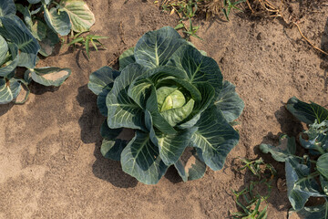 a large number of cabbage heads in the field