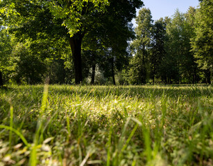 different deciduous trees in a mixed park in summer