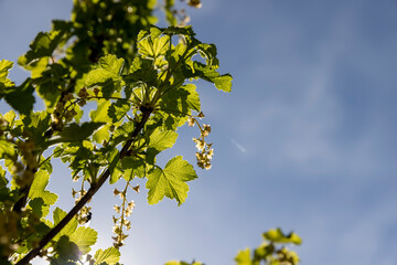 growing edible gooseberry berries in rural areas