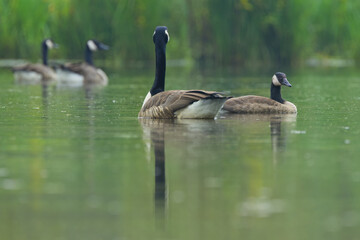 A couple of Canada geese in the rain, a lovely pair of geese, reflections in the water