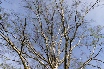 an old birch tree in spring without foliage on a blue sky background