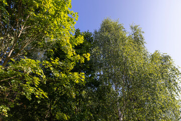 preparing trees in the park for the autumn season