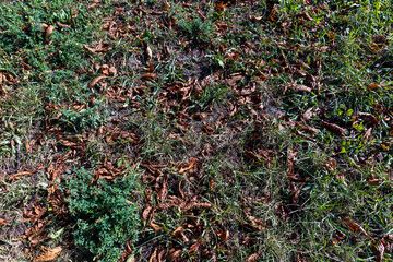 changing the color of the foliage of trees in the middle of summer