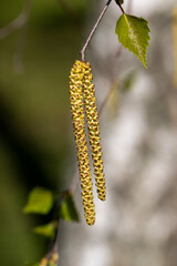 young foliage and flowers of the birch tree in spring