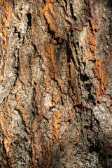 part of the bark of an old cherry tree