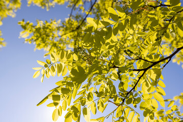 green acacia leaves in spring with blue sky