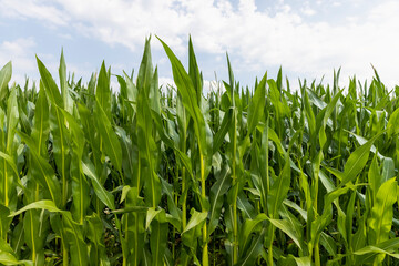 Obraz premium a large amount of sweet corn in the field during the ripening period
