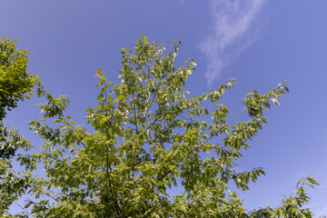 the oak tree in the summer in sunny weather