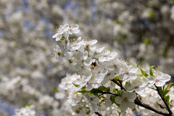 cherry blossoming with white flowers