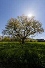 a tree growing in a field with green wheat