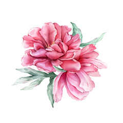 Watercolor bouquet of delicate pink peony flowers in full bloom. Hand drawn illustration beautiful floral flower. Summer botanical plant on isolated. Elements for design invitations anniversary.