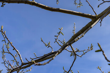 sunny weather in an orchard with walnuts