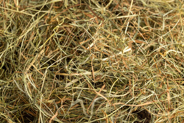 Dehydrated Dried Grass for hay production in agriculture