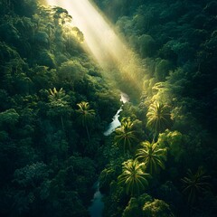 Obraz premium Sunlight streams through the lush canopy of a tropical rainforest, illuminating the winding river below.