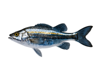 Colorful very detailed fish , minimalism , grey, black , petrol white and a little bit glitter gold and silver. Isolated from the background