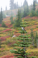 Clark's Nutcracker, grey and black bird sitting in tree top