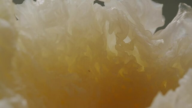 Tremella fermented salted Jamur salju or snow fungus, white colored fungi for food and medicine, popular in China and also Chinese cuisine. 