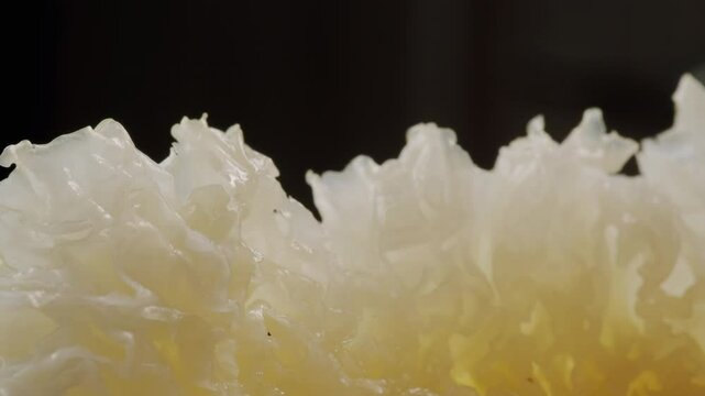Tremella fermented salted Jamur salju or snow fungus, white colored fungi for food and medicine, popular in China and also Chinese cuisine. 