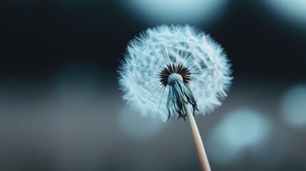 A solitary dandelion standing against a deep blue sky, showcasing an ethereal composition that embodies solitude, resilience, and the intricate beauty of nature’s design.