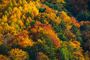 錦秋　乗鞍高原