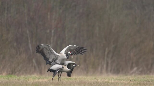 Wild common crane, grus grus, walking on hay field in spring nature. Large feathered bird landing on meadow from side view. Animal wildlife in wilderness loving and dancing birds