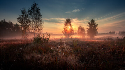 Birches trees on meadow in foggy autumn morning.