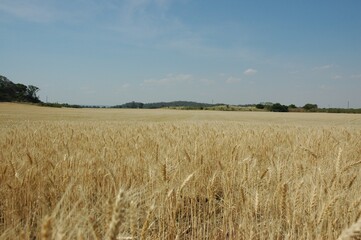 Wheat crops in northern Argentina
