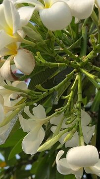 Frangipani Flowers Spathodea flowers with white petals in vietnam near the pool