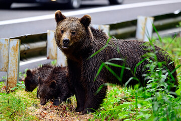 Braunbär (Ursus arctos arctos) mit Jungtieren betteln an einer Straße - Karpaten, Rumänien //...