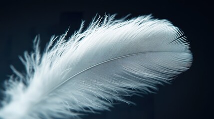 White Feather Close-up Texture and Structure
